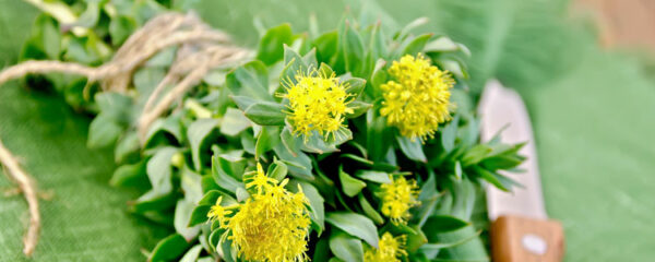 Rhodiola