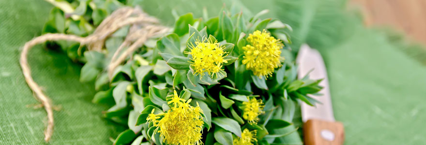 Rhodiola